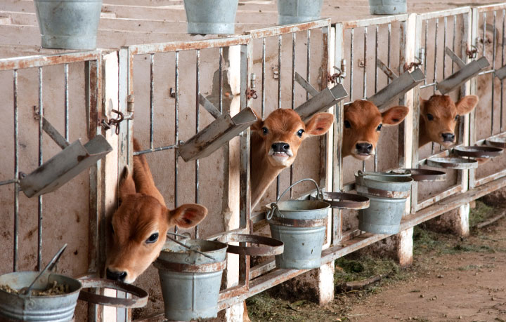 Sirviendo a los fabricantes de sustitutos de leche y proporcionando suplementos fabricados a medida en todo el mundo. Large Image