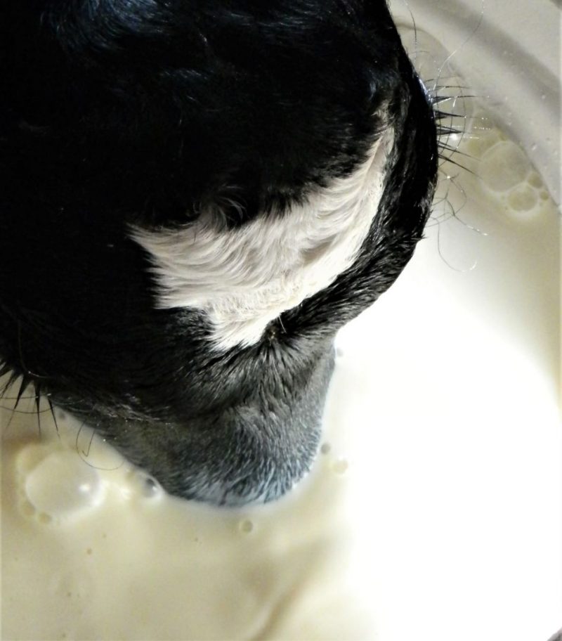 Milk Replacer Premixes Side Image